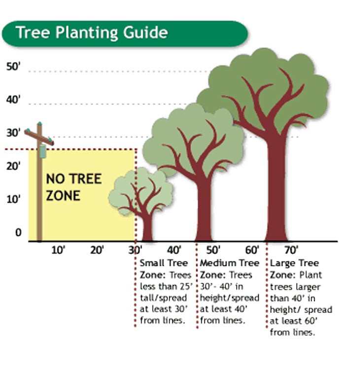 Tree Planting Guide graphic